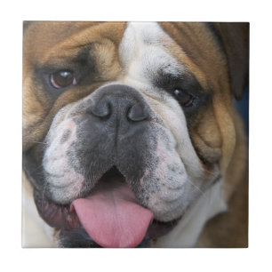 Ein englischer Bulldog in Belgien Fliese