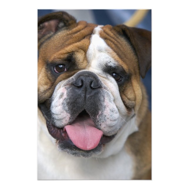 Ein englischer Bulldog in Belgien. Fotodruck (Vorne)