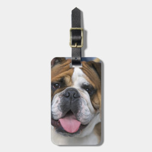 Ein englischer Bulldog in Belgien. Gepäckanhänger