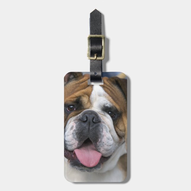 Ein englischer Bulldog in Belgien. Gepäckanhänger (Vorderseite vertikal)