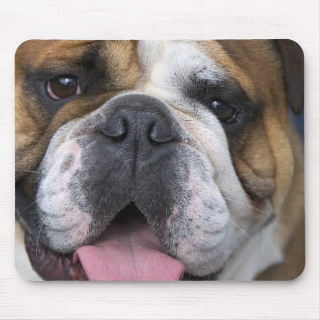 Ein englischer Bulldog in Belgien. Mousepad (Vorne)