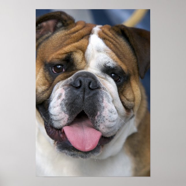 Ein englischer Bulldog in Belgien. Poster (Vorne)