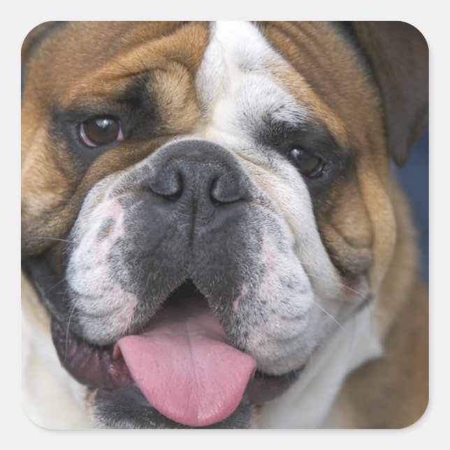 Ein englischer Bulldog in Belgien. Quadratischer Aufkleber (Vorderseite)