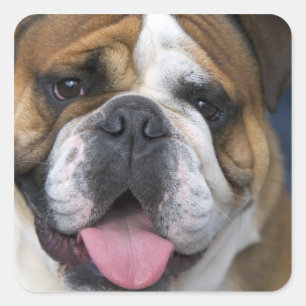 Ein englischer Bulldog in Belgien. Quadratischer Aufkleber