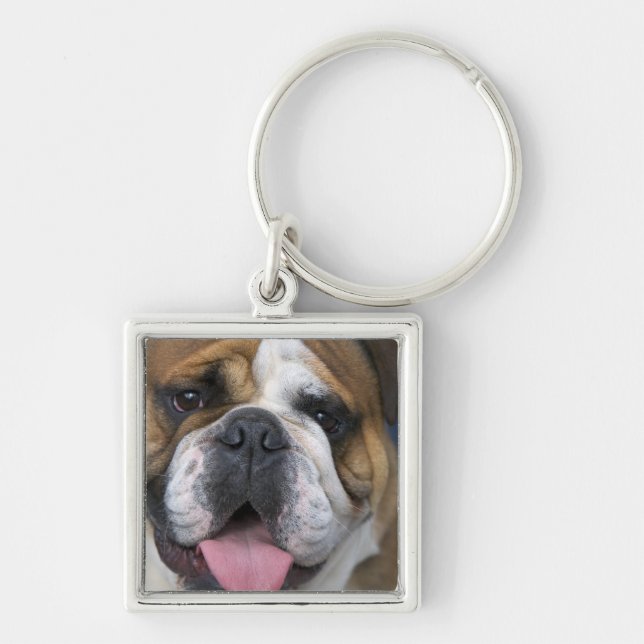 Ein englischer Bulldog in Belgien. Schlüsselanhänger (Vorne)