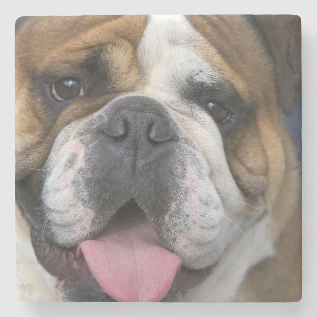Ein englischer Bulldog in Belgien. Steinuntersetzer (Vorderseite)