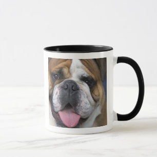 Ein englischer Bulldog in Belgien. Tasse