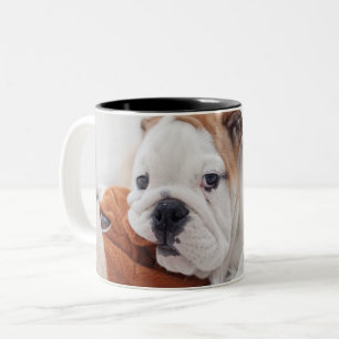 Ein englischer Bulldoggen-Welpe, der mit einer Zweifarbige Tasse