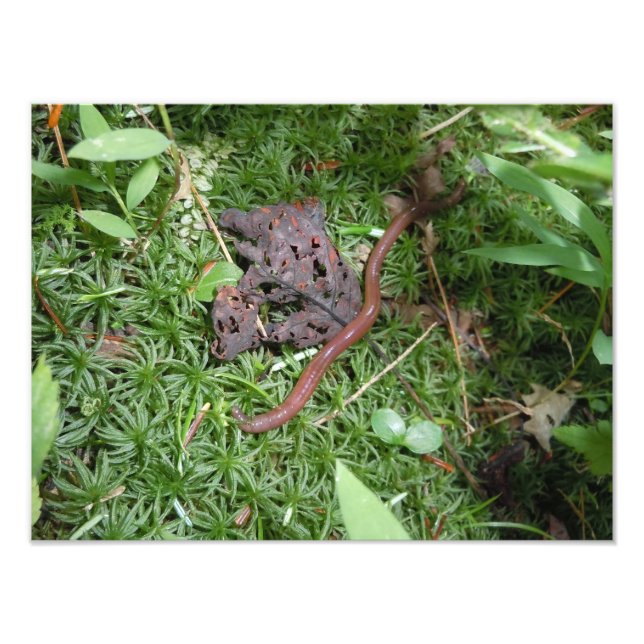 Ein Erdwurm Fotodruck (Vorne)