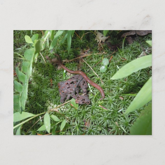 Ein Erdwurm Postkarte (Vorderseite)