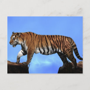 Ein Erfolg für Tiger Postkarte