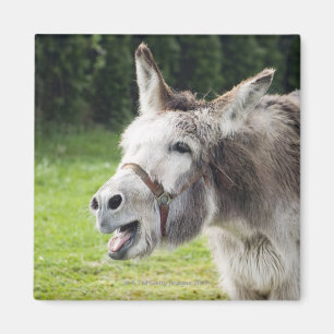 Ein Esel Magnet