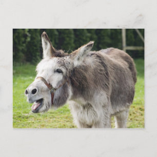 Ein Esel Postkarte