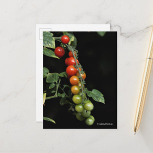 Ein farbenfroher Gradient hausgemachter KirschToma Postkarte