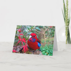 Ein Farbfoto eines Crimson Rosella. Karte