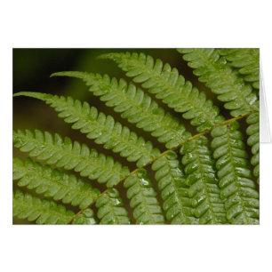 Ein Farn Detail, aus Mindo Cloud Forest,