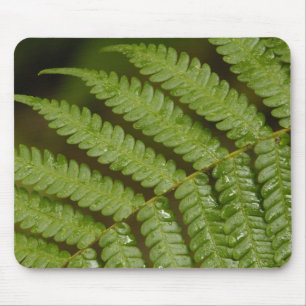 Ein Farn Detail, aus Mindo Cloud Forest, Mousepad