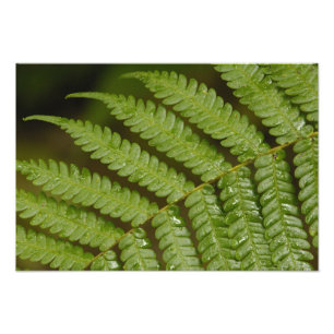 Ein Farndetails, aus dem Mindo Cloud Forest, Fotodruck