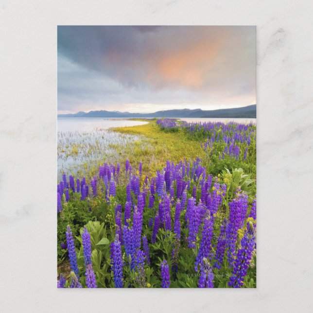 Ein Feld der Lupine-Wildblumen auf dem Nordufer Postkarte (Vorderseite)