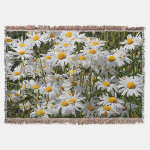 Ein Feld der Oxeye-Daisies an einem sonnigen Somme Decke