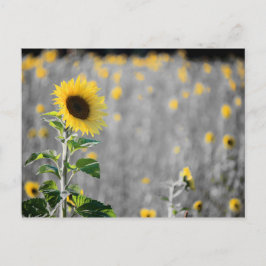 Ein Feld der Sonnenblumen in Schwarz und Weiß Postkarte