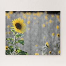 Ein Feld der Sonnenblumen in Schwarz und Weiß