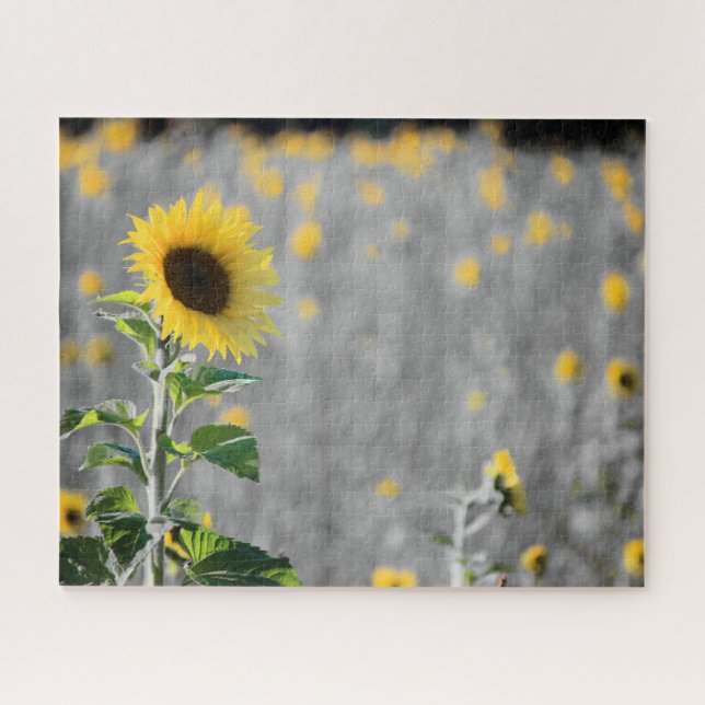 Ein Feld der Sonnenblumen in Schwarz und Weiß Puzzle (Horizontal)