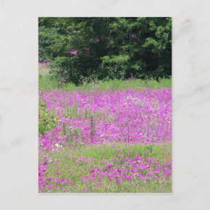 Ein Feld rosa Frühlingswildblumen Postkarte