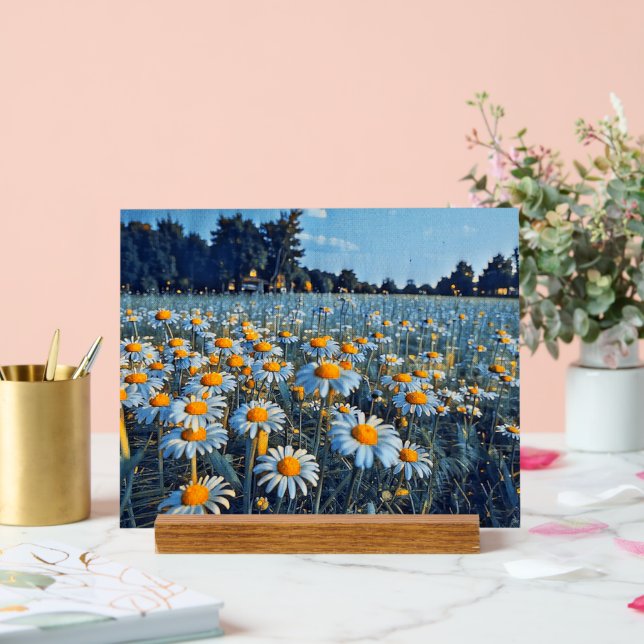 Ein Feld voller blühender Kampomilen Acrylschild (Hochzeit)