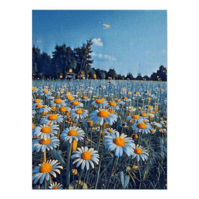 Ein Feld voller blühender Kampomilen Poster (Vorderseite)