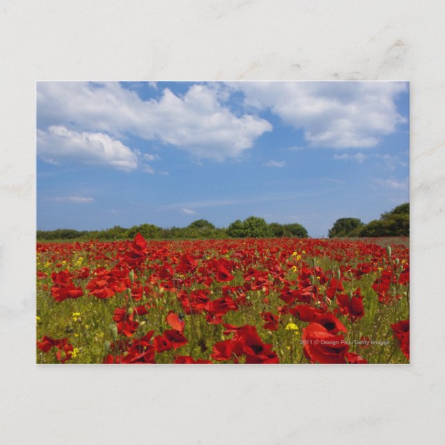 Ein Feld voller roter Blume Postkarte (Vorderseite)
