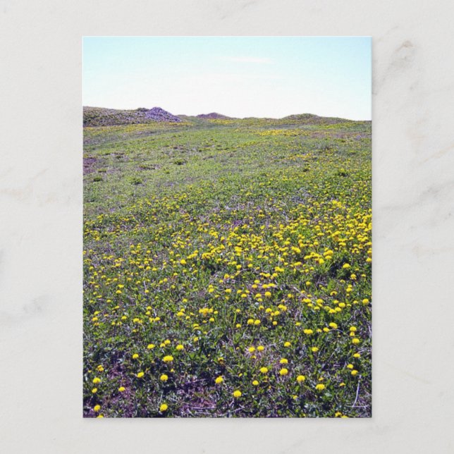 Ein Feld von Leuchten Postkarte (Vorderseite)