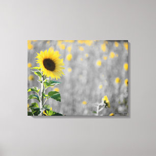 Ein Feld von Sonnenblumen Leinwanddruck