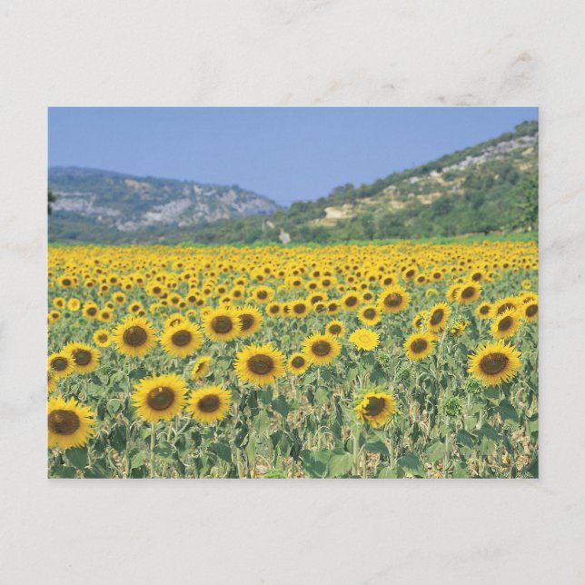 ein Feld von Sonnenblumen Postkarte (Vorderseite)