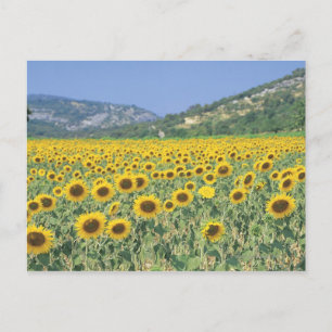 ein Feld von Sonnenblumen Postkarte