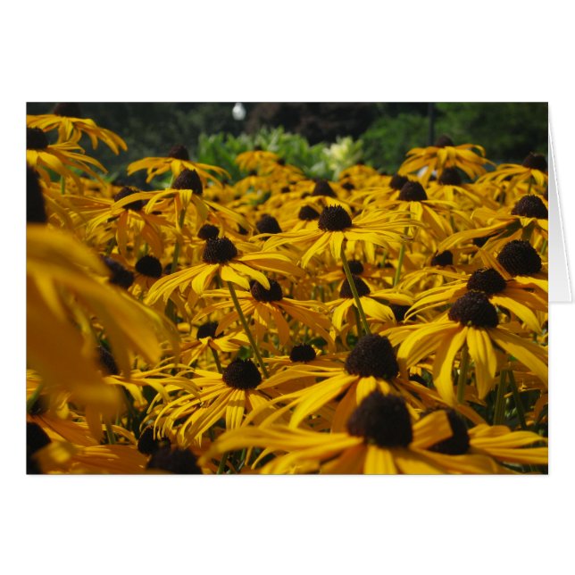 Ein Feld von Susies (Vorderseite (Horizontal))