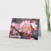 Ein Fest der rosa Sakura-Blume im Frühjahr