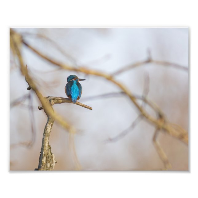 Ein Fischer auf seinem Ast Fotodruck (Vorne)