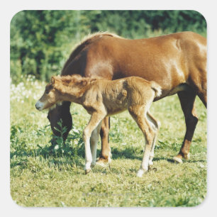 Ein Foal und ein Pferd auf einer Weide. Quadratischer Aufkleber