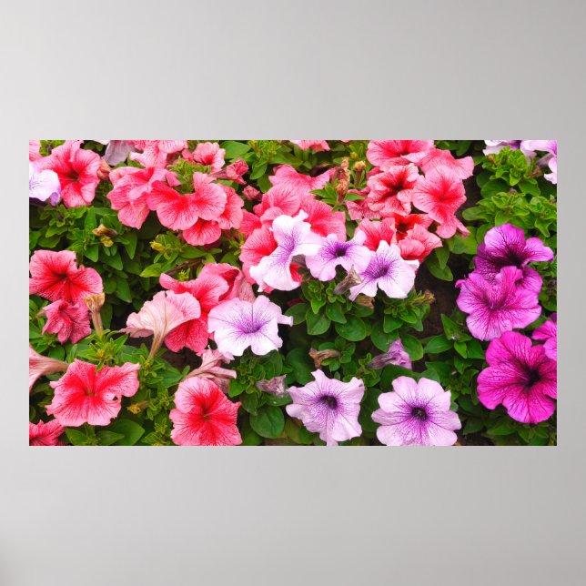 Ein Foto der Natur ist eine wunderschöne Petunia-B Poster (Vorne)