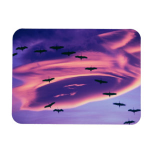 Ein Fotocomposite von Sandhill-Kranichen im Flug Magnet