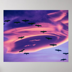 Ein Fotocomposite von Sandhill-Kranichen im Flug Poster