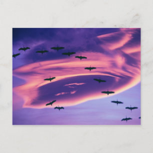 Ein Fotocomposite von Sandhill-Kranichen im Flug Postkarte