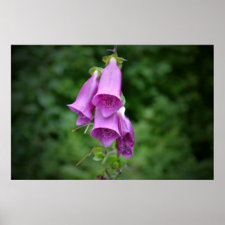 Ein Foxglove Down Light Poster