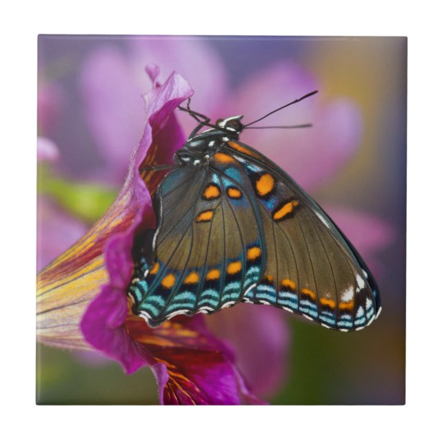 Ein Frack Butterfly Fliese (Vorderseite)