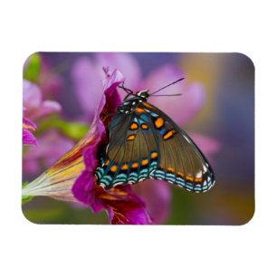 Ein Frack Butterfly Magnet