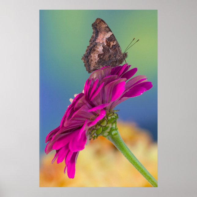 Ein Frack Butterfly | Papilio Multicaudatus Poster (Vorne)