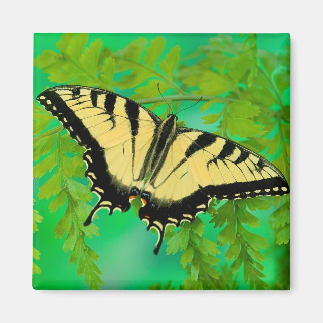 Ein Frack-Schmetterling-Landing Magnet (Vorne)