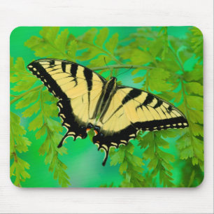 Ein Frack-Schmetterling-Landing Mousepad