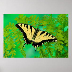 Ein Frack-Schmetterling-Landing Poster